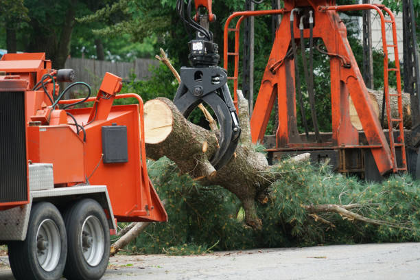 The Steps Involved in Our Tree Care Process in Hugo, OK